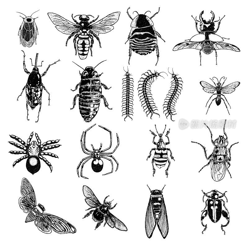 Insect stipple drawing set isolated. Insects and bugs collection in trendy embroidery stippling and hatching, shading style. Vector.